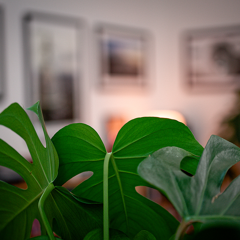 Photo ID 50000001