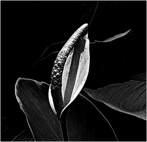 Uber Exif Photo