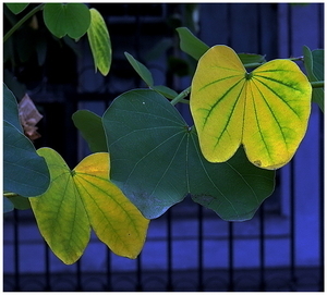Uber Exif Photo