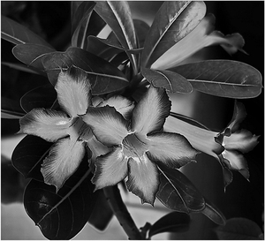 Uber Exif Photo