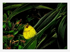 Uber Exif Photo