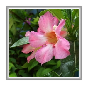 Uber Exif Photo
