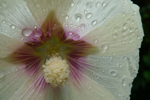 Uber Exif Photo