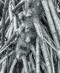 Uber Exif Photo