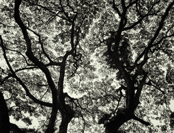 Uber Exif Photo