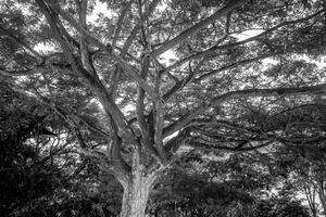 Uber Exif Photo