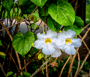 Uber Exif Photo