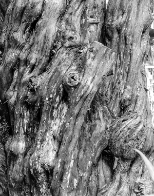 Uber Exif Photo