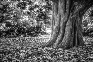Uber Exif Photo