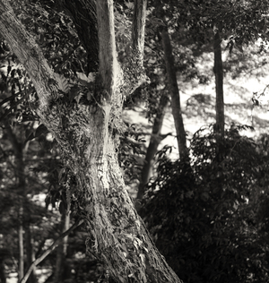 Uber Exif Photo