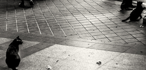 Uber Exif Photo
