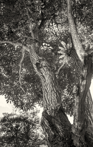 Uber Exif Photo