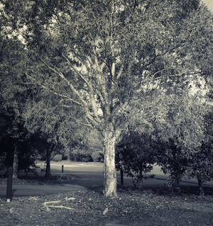 Uber Exif Photo