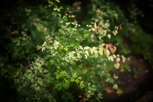 Uber Exif Photo