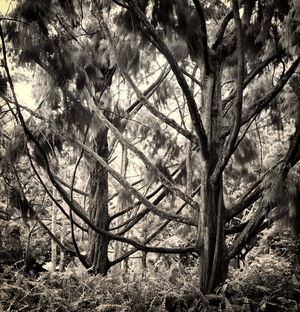 Uber Exif Photo