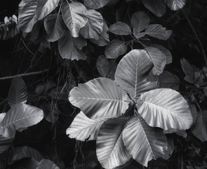 Uber Exif Photo