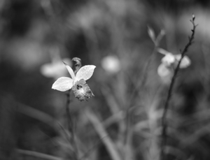 Uber Exif Photo