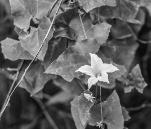 Uber Exif Photo