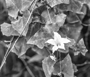 Uber Exif Photo