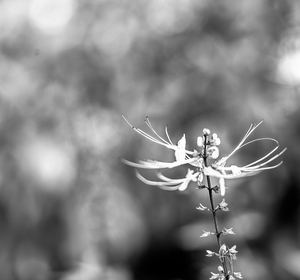 Uber Exif Photo