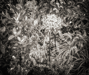 Uber Exif Photo