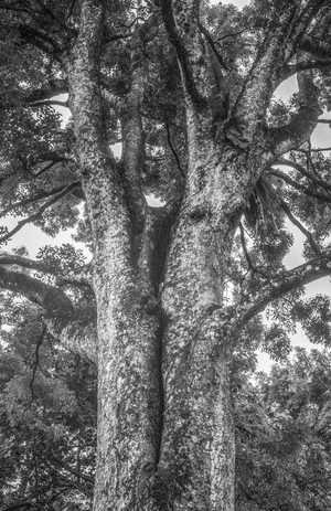 Uber Exif Photo