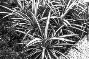 Uber Exif Photo