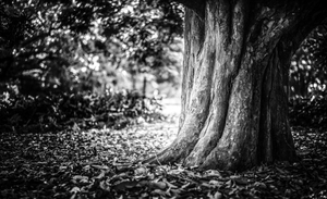 Uber Exif Photo