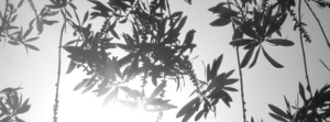 Uber Exif Photo