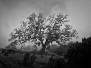 Uber Exif Photo