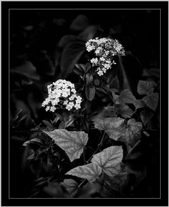 Uber Exif Photo