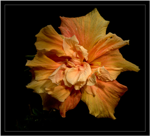 Uber Exif Photo