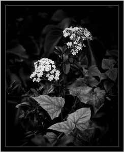 Uber Exif Photo