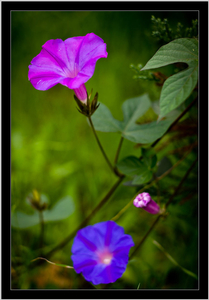 Uber Exif Photo