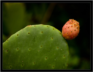 Uber Exif Photo