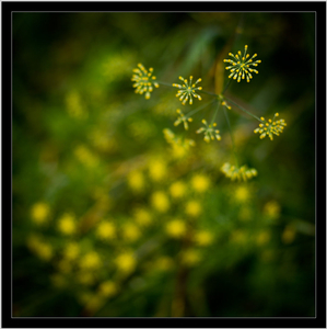 Uber Exif Photo