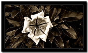 Uber Exif Photo