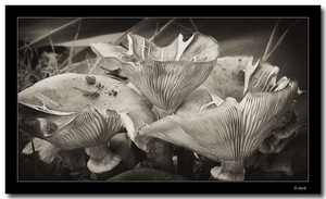 Uber Exif Photo