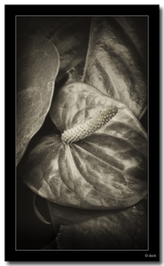 Uber Exif Photo