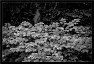 Uber Exif Photo