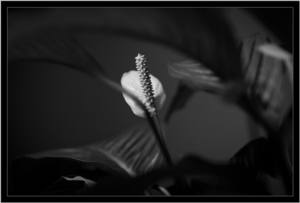Uber Exif Photo