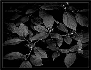 Uber Exif Photo