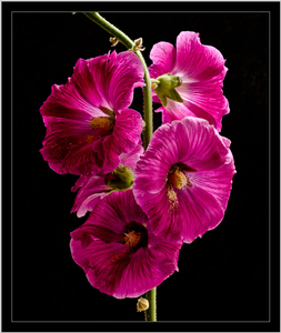 Uber Exif Photo