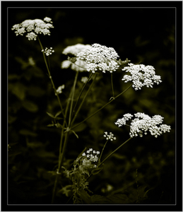 Uber Exif Photo