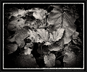 Uber Exif Photo