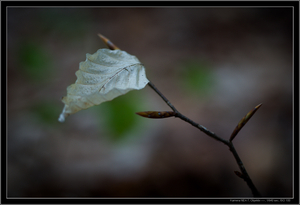 Uber Exif Photo