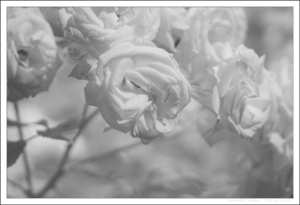Uber Exif Photo