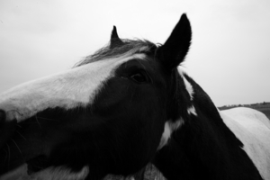 Uber Exif Photo