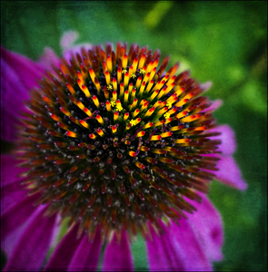 Uber Exif Photo