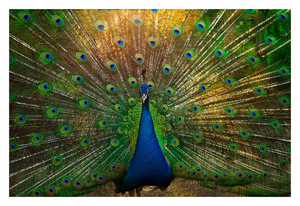Uber Exif Photo